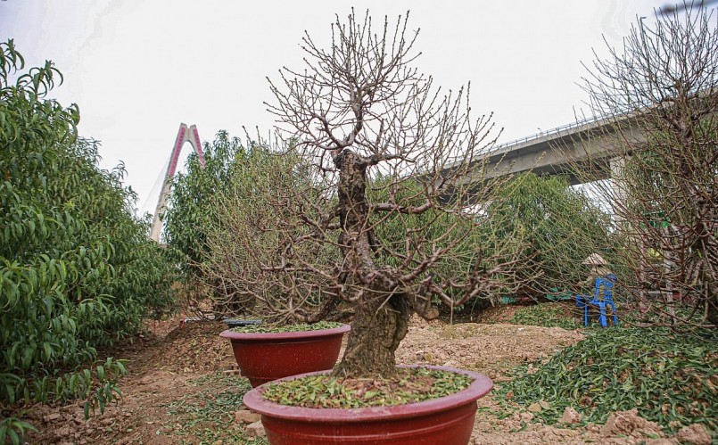 Bên cạnh công việc tuốt lá cho cây, người dân cũng phải phun thuốc ngăn sâu đục xung quanh thân cây đào.