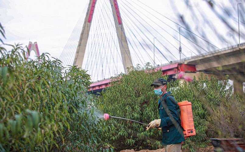 Theo những người có kinh nghiệm, nghề trồng đào thường phụ thuộc nhiều vào thời tiết, tuy nhiên, nếu có kỹ năng tuốt lá vẫn có thể thành công. Thời tiết và bàn tay con người là yếu tố tác động để hoa nở.
