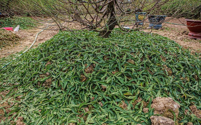 Sau khi tuốt lá, đào ra mắt, người trồng đào sẽ phải bấm ngọn, tuốt lá thêm một lần nữa vào giữa tháng 11 âm lịch để cây đào tập trung nuôi dưỡng mắt, cho ra những nụ hoa mập mạp và thắm hơn.