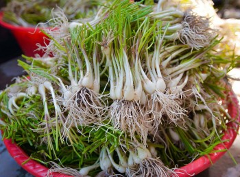 Giá củ kiệu cao ngất ngưởng, tiểu thương không dám “ôm” bán Tết