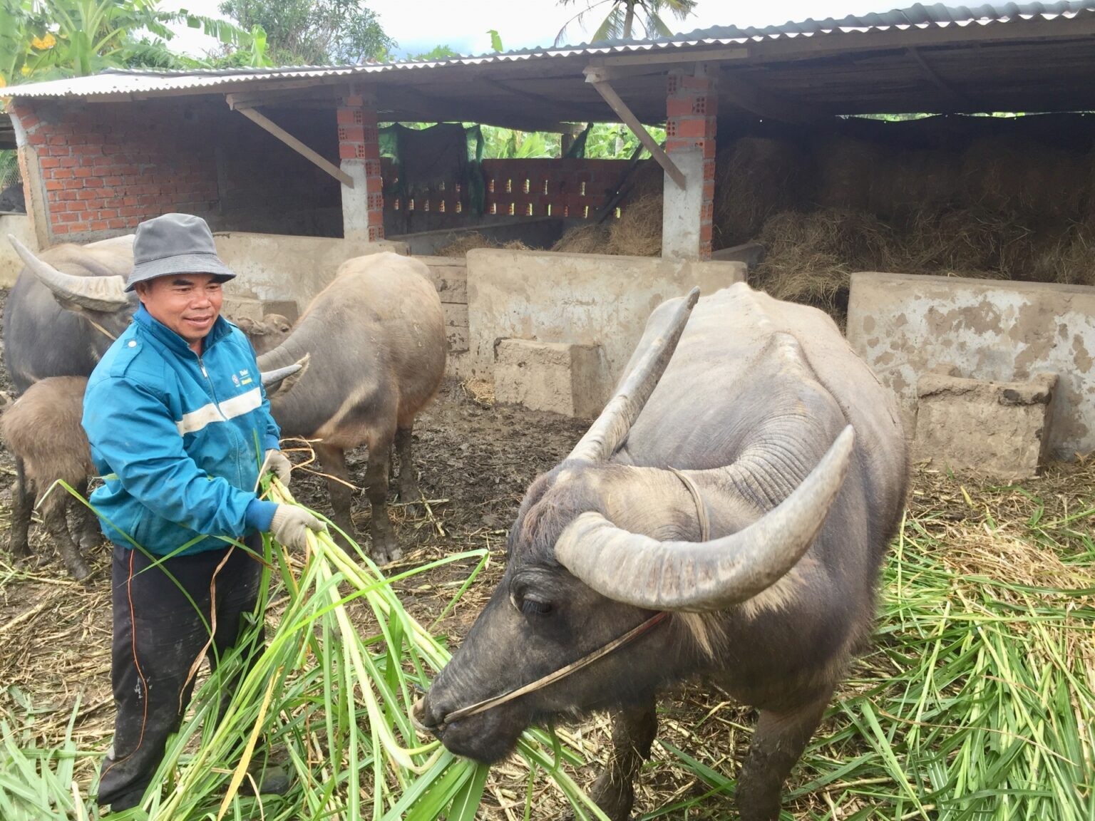Anh Nguyễn Văn Thanh chăm sóc đàn trâu