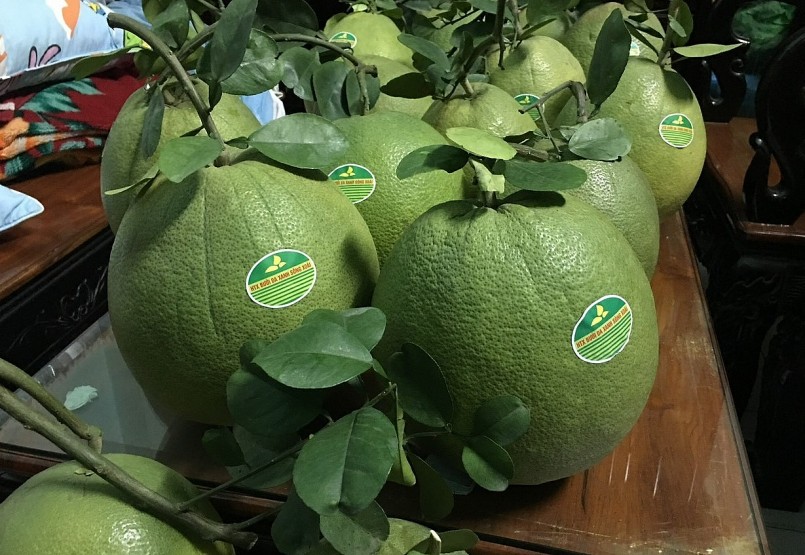 Bưởi da xanh Bà Rịa - Vũng Tàu hướng tới chuẩn hóa quy trình sản xuất, mở rộng diện tích bưởi được cấp mã số vùng trồng.