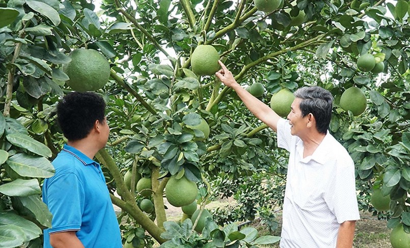 Bưởi da xanh Bà Rịa – Vũng Tàu đang từng bước tạo dựng thương hiệu.