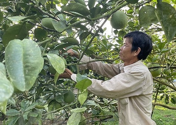 Thời gian gần đây, người trồng bưởi da xanh đã dần hướng đến sản xuất hữu cơ. 
