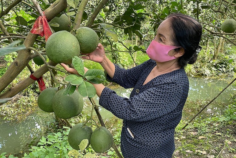 Mỗi năm, dịp Tết luôn là vụ thu nhập chính của người trồng bưởi da xanh.
