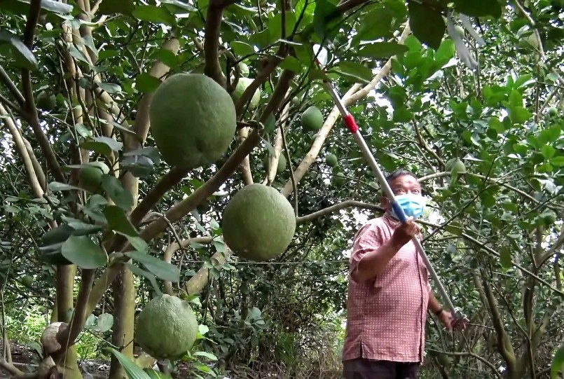 Kỳ vọng vụ bưởi Tết nhưng người trồng bưởi vẫn lo đụng hàng, dội chợ.