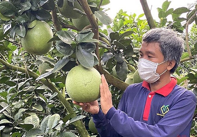 Nhiều hộ trồng bưởi áp dụng quy trình canh tác theo hướng VietGAP.