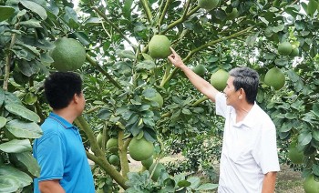 Bưởi da xanh Bà Rịa-Vũng Tàu cất cánh từ những vùng chuyên canh bưởi hữu cơ