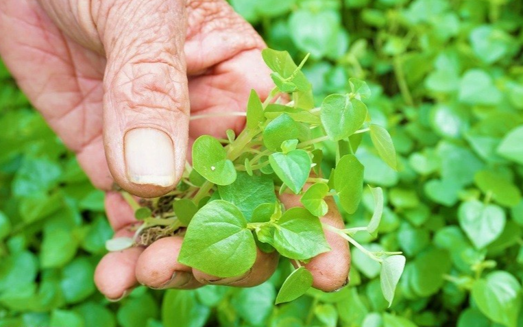 Vài năm trở lại đây, rau càng cua bắt đầu gây sốt trên thị trường