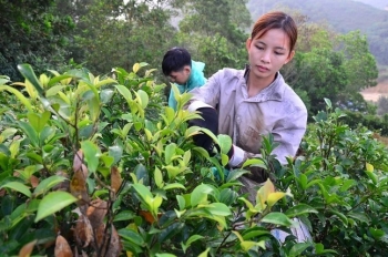 Ngược đời đi trồng thứ rau dại chỉ trâu mới dám ăn, mỗi năm bỏ túi nửa tỷ đồng