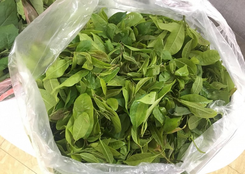 Rau dại mít rừng được sử dụng làm thức ăn phải là phần búp non (Không sử dựng lá bánh Tẻ hay đã già). 