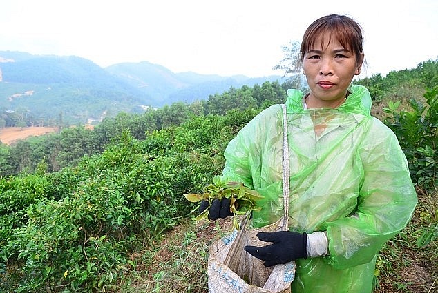 Chị Xuyến thường lên đồi hái rau mít rừng từ mờ sáng. Ảnh Dương Đình Tường