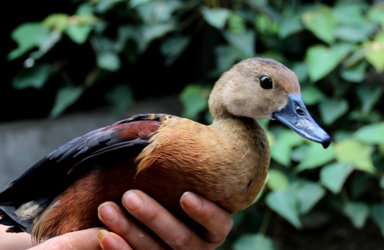 quán ăn đặc sản miền Tây đều giới thiệu món le le xào bầu, le le quay nước dừa