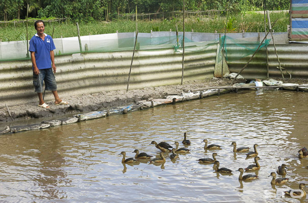 Mô hình trang trại nuôi chim le le của ông Thái rất đơn giản