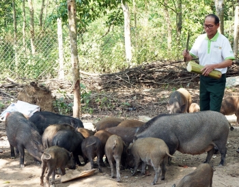 Lão nông lộ bí quyết nuôi heo rừng cho ăn chuối và lá cây nuôi 1 lãi 3