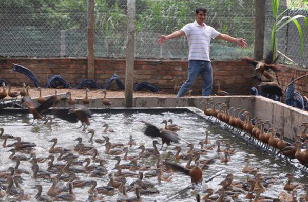 Từ nuôi thử nghiệm, đến nay ông Hoàng đã có một trang trại nuôi chim le le