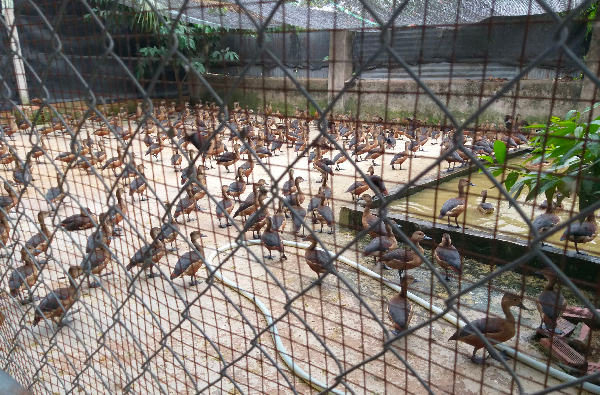 Bầy chim khoẻ mạnh, ít bệnh, nguồn thức ăn đơn giản