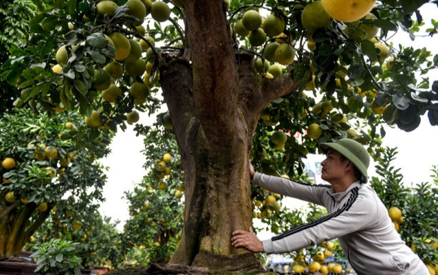 Gốc bưởi cực lớn được anh Chính đặt ngay trước cổng ra vào