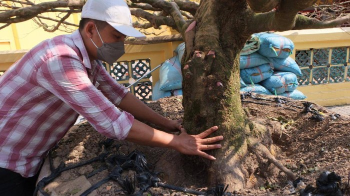 Gốc mai có đường kính khoảng 1,1 mét