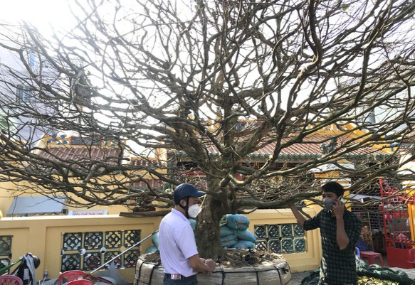 Cây mai sau khi được chốt giá thu hút nhiều người đến hỏi