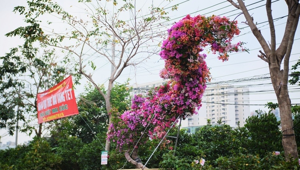 Nghệ nhân mất 7 năm để nuôi và chăm sóc cây hoa giấy đến khi có tạo hình rồng