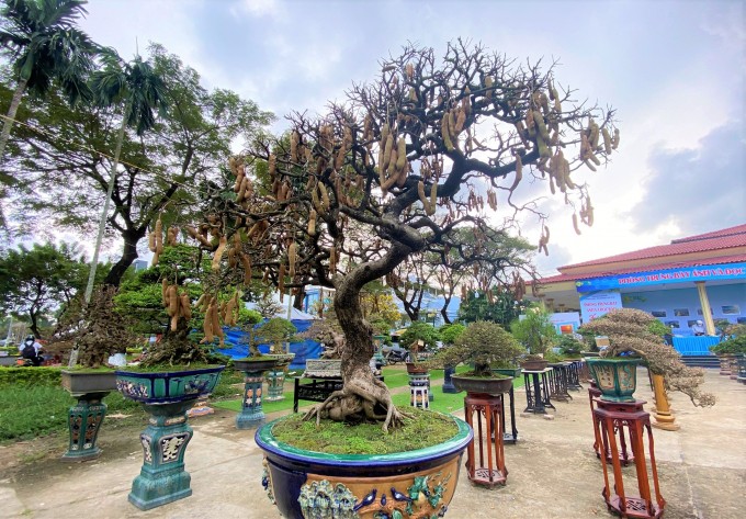 1 cây me cũng độc lạ không kém với thế, dáng đẹp và từng chùm quả bắt mắt