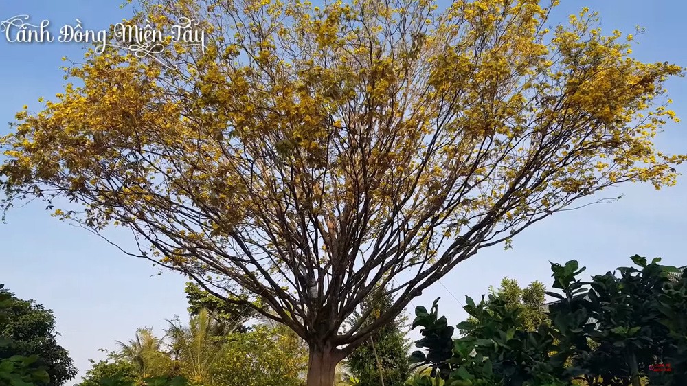 Cây mai vàng 30 tỷ