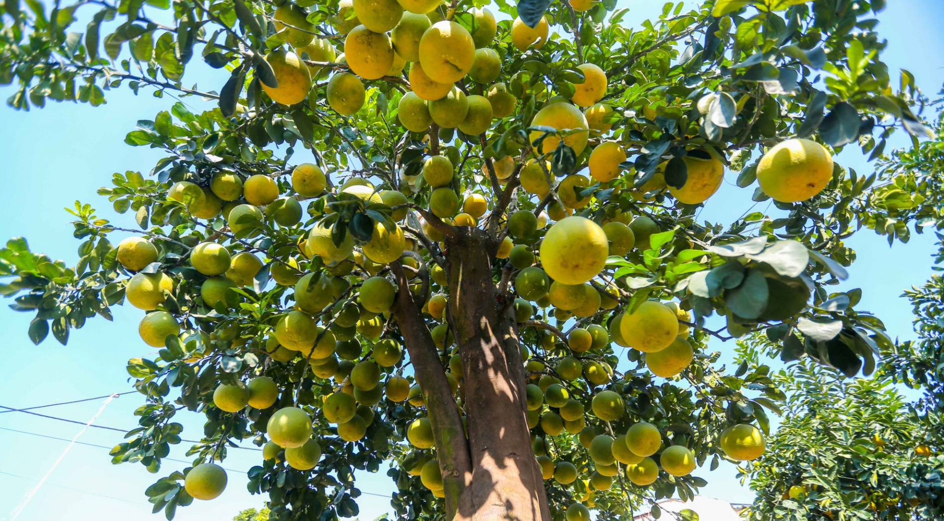 Chậu bưởi cảnh cao khoảng hơn 2m, có 5 nhánh cây