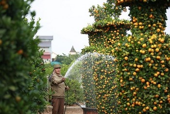 Những siêu cây cảnh giá tiền tỷ chơi Tết “hiếm có, khó tìm” và pha “chốt cây” đáng nể