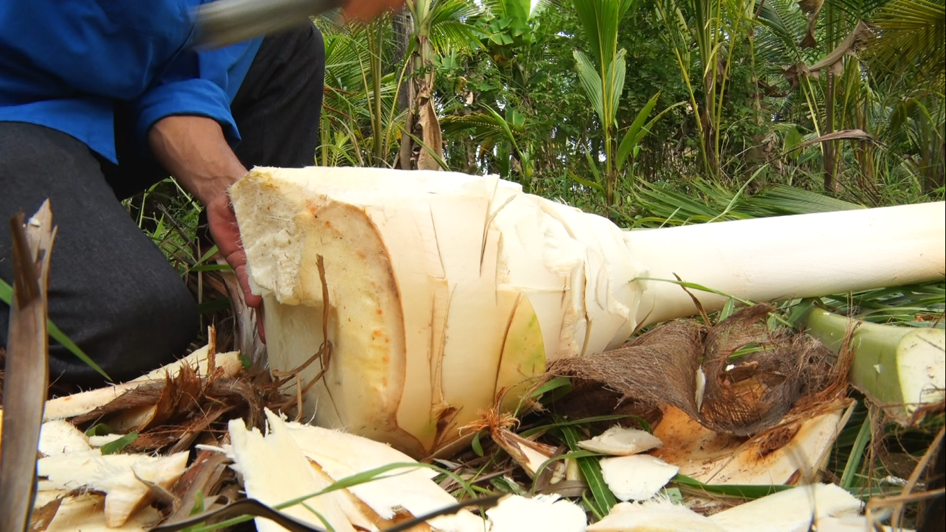 Củ hủ dừa đã mang đến nguồn thu nhập khá ổn định cho chàng thanh niên ở huyện An Minh, tỉnh Kiên Giang