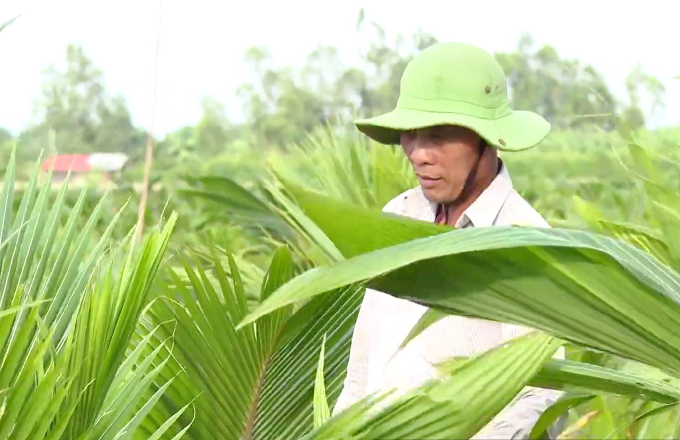 Anh Năm Được (Huỳnh Văn Được, xã Phú Thạnh, Tân Phú Đông, Tiền Giang) bỏ trồng sả chuyển sang trồng dừa lấy củ hủ