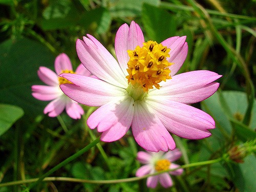 Hoa của cây sao nhái rất đẹp Hoa của cây sao nhái rất đẹp