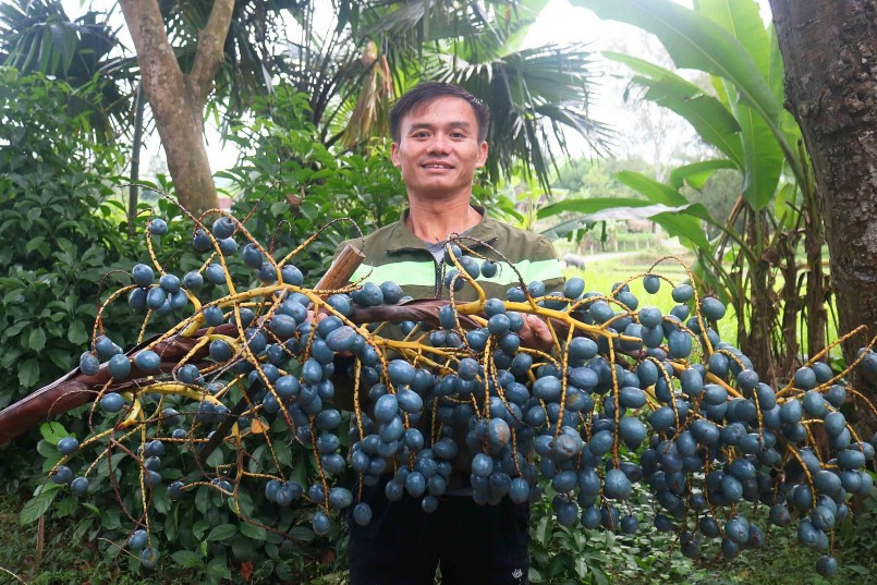 Bà Nguyễn Thị Sáu ở xã Thanh Thịnh (Thanh Chương) cho hay: Từ đầu mùa cọ, bà thường hái cọ trong vườn mang ra đường Hồ Chí Minh để bán. Cọ ngon, quả đẹp, thịt dày, khách mua đông, chặt buồng nào hết buồng đó. Ảnh: Huy Thư