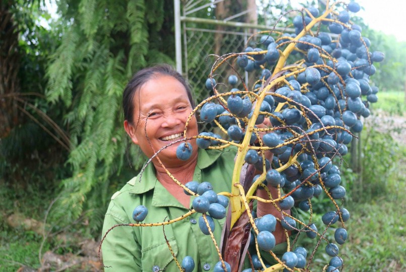 Cọ là loại cây dễ trồng, không kén đất, không phải mất chi phí chăm sóc, đầu tư. Cọ gắn liền với nhiều thế hệ người dân nông thôn miền núi xứ Nghệ. Nay, lá cọ ít được người dân sử dụng để lợp nhà, nhưng quả cọ vẫn được người tiêu dùng khắp nơi ưa thích. Ảnh: Huy Thư