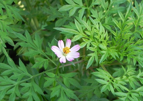 Từ cây mọc dại thành đặc sản ngon nức tiếng, có tiền chưa chắc đã mua được