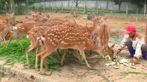 Nuôi con ăn rau rừng, uống nước lã, bán 400.000 đồng/kg thu lãi hàng trăm triệu