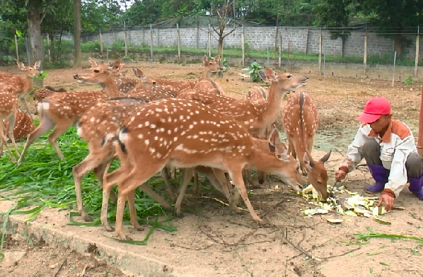 Nuôi con ăn rau rừng, uống nước lã, bán 400.000 đồng/kg thu lãi hàng trăm triệu