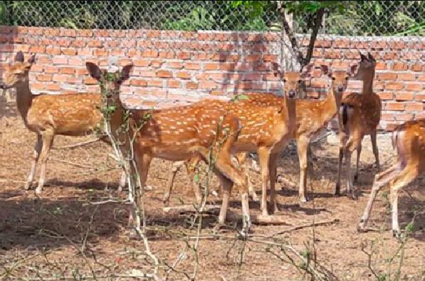 Nuôi con ăn rau rừng, uống nước lã, bán 400.000 đồng/kg thu lãi hàng trăm triệu