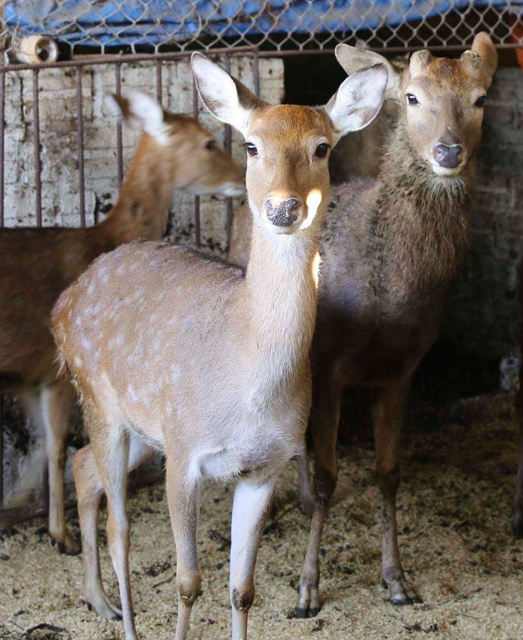 Nuôi con ăn rau rừng, uống nước lã, bán 400.000 đồng/kg thu lãi hàng trăm triệu