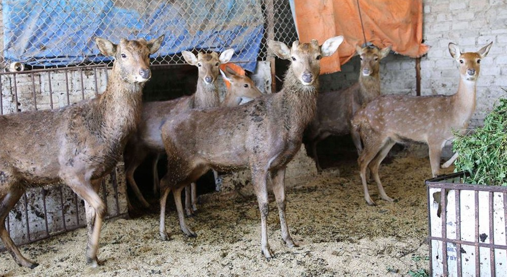 Nuôi con ăn rau rừng, uống nước lã, bán 400.000 đồng/kg thu lãi hàng trăm triệu