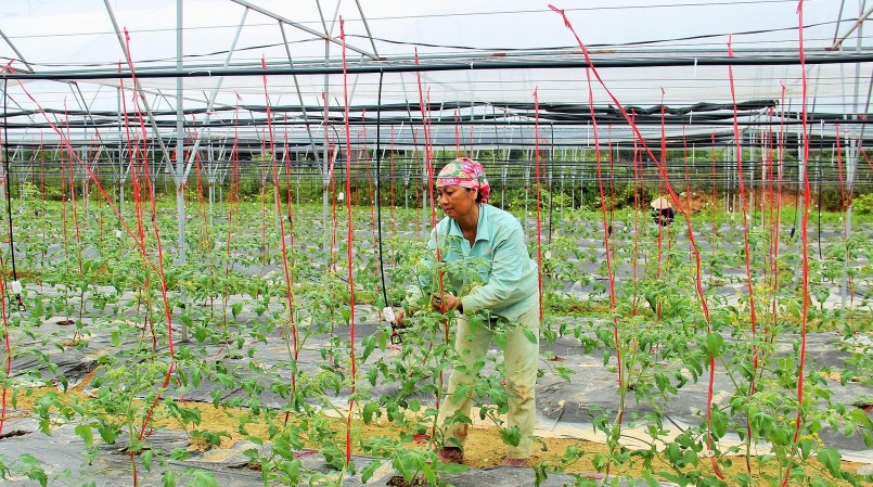Chăm sóc cà chua Bee của trang trại chuẩn bị phục vụ cho thị trường trong dịp Tết 2023. Ảnh: Hoàng Vĩnh