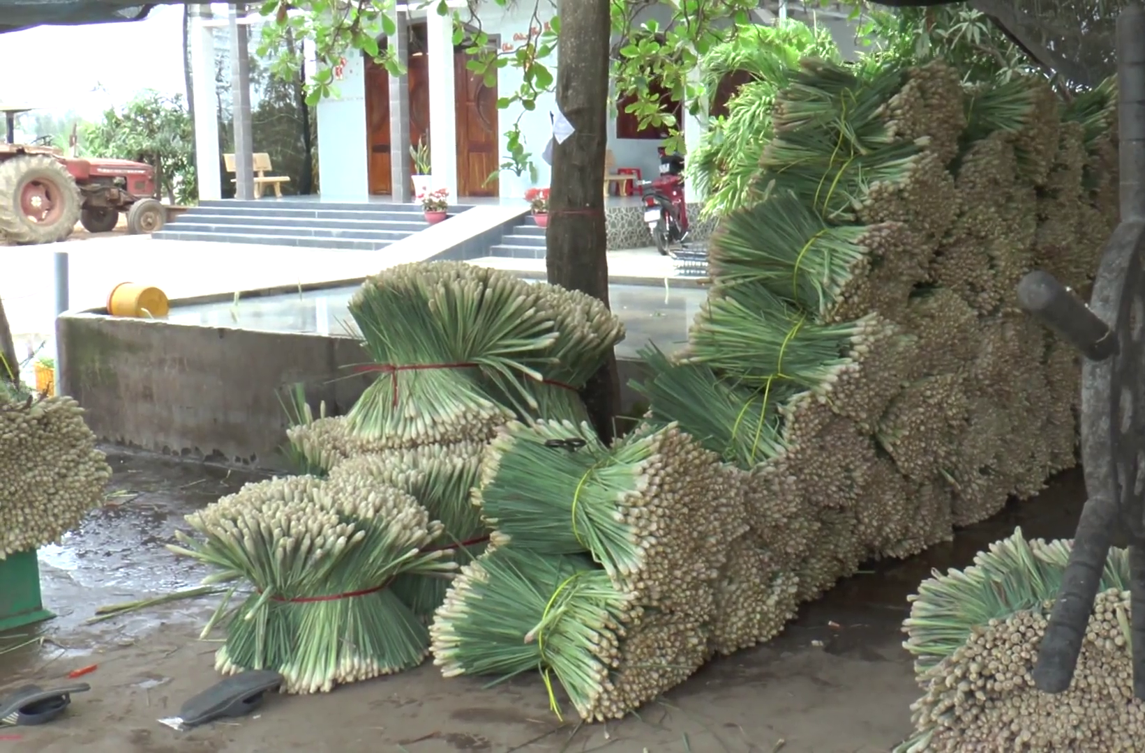 sả là cây dược liệu vừa là cây gia vị có giá trị kinh tế cao sả là cây dược liệu vừa là cây gia vị có giá trị kinh tế cao