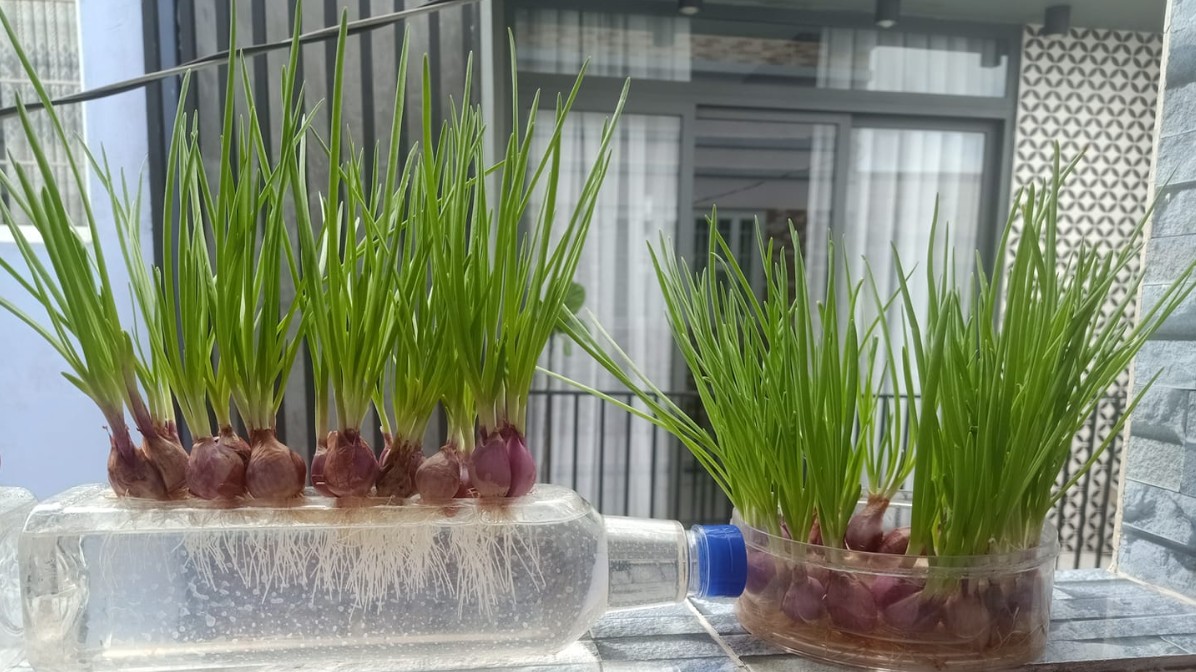 Những loại củ chỉ cần nhúng vào nước sẽ có rau ăn quanh năm, càng cắt càng mọc nhiều