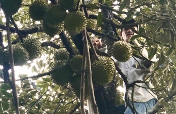 Thanh long, sầu riêng Tiền Giang sẵn sàng cho vụ Tết, mở rộng mã số vùng trồng