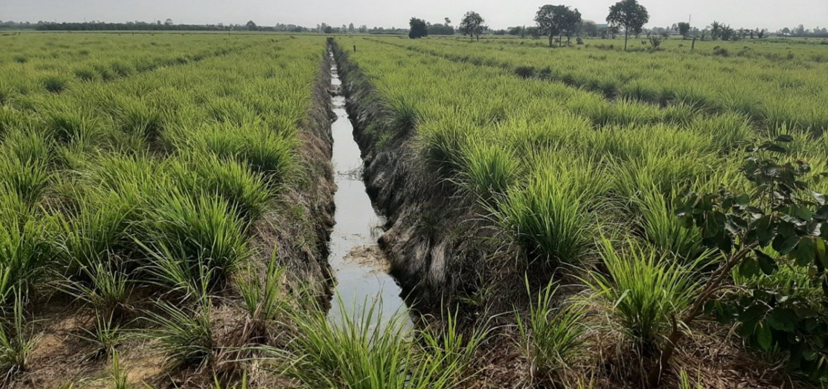 Nông dân trồng cây sả thay thế cây lúa và các loại cây trồng khác năng suất thấp, đầu ra bấp bênh Nông dân trồng cây sả thay thế cây lúa và các loại cây trồng khác năng suất thấp, đầu ra bấp bênh