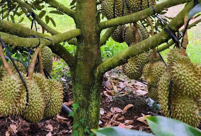 Vào dịp cuối năm, trái sầu riêng đang hút hàng do xuất khẩu chính ngạch sang Trung Quốc.