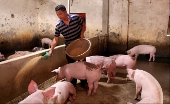 Giá heo hơi hôm nay 6/12, miền Bắc giảm mạnh, mở biên rất khó, giá heo Tết ngưỡng 60.000 đồng/kg xa vời