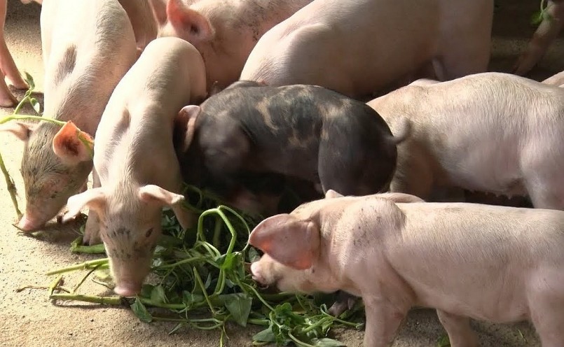 Giá heo hơi duy trì ỏ mức thấp khiến người chăn nuôi khó khăn trong việc duy trì đàn heo. Giá heo hơi duy trì ỏ mức thấp khiến người chăn nuôi khó khăn trong việc duy trì đàn heo.