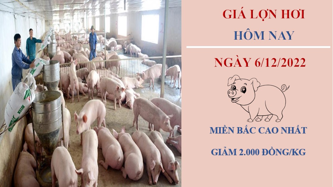 Giá heo hơi hôm nay 6/12/2022: Tăng giảm trái chiều tại ba miền