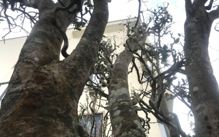 Một chủ một nhà vườn ở xã Nghi Ân, TP Vinh chia sẻ, hầu hết những gốc chè tại đây đều đã có tuổi đời hàng chục năm, thậm chí cả trăm năm. Cây chè cổ thụ khá phù hợp với thời tiết, khí hậu ở Nghệ An. Nhiều khách rất thích vì vừa trồng để làm cây cảnh, vừa 